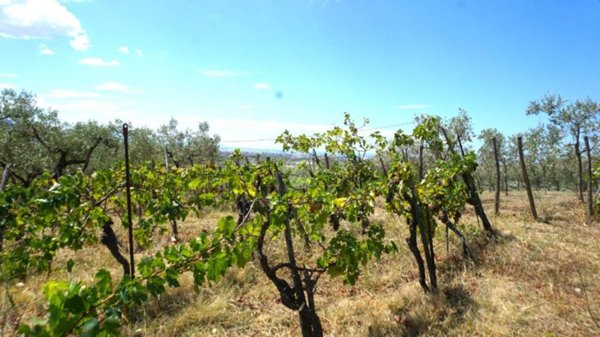 terreno agricolo in vendita a Montecorvino Rovella in zona Macchia