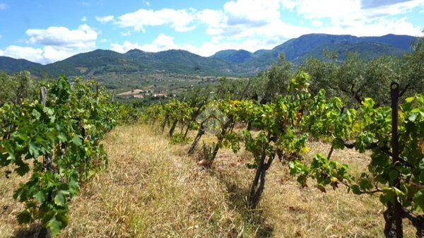 terreno agricolo in vendita a Montecorvino Rovella in zona Macchia