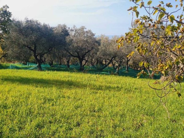 terreno agricolo in vendita a Montecorvino Rovella in zona Pezze