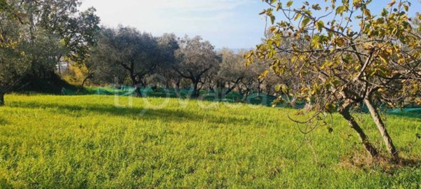 terreno agricolo in vendita a Montecorvino Rovella in zona Pezze