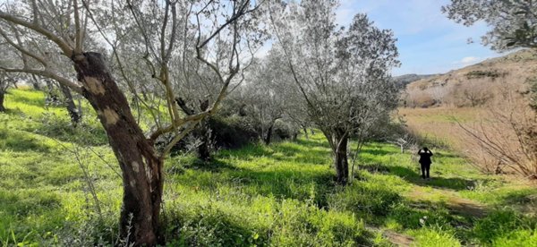 terreno agricolo in vendita a Montecorvino Rovella in zona Macchia