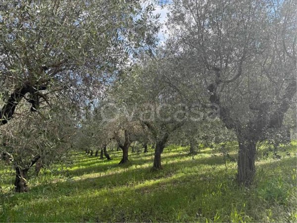 terreno agricolo in vendita a Montecorvino Rovella