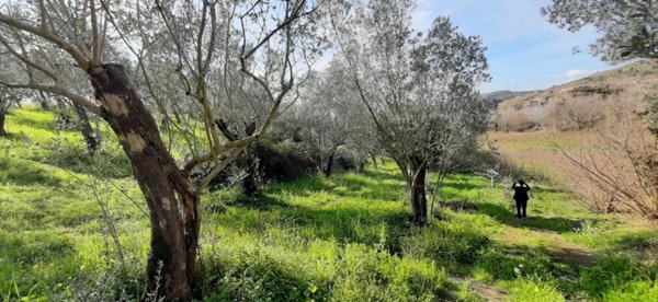 terreno agricolo in vendita a Montecorvino Rovella in zona Pezze