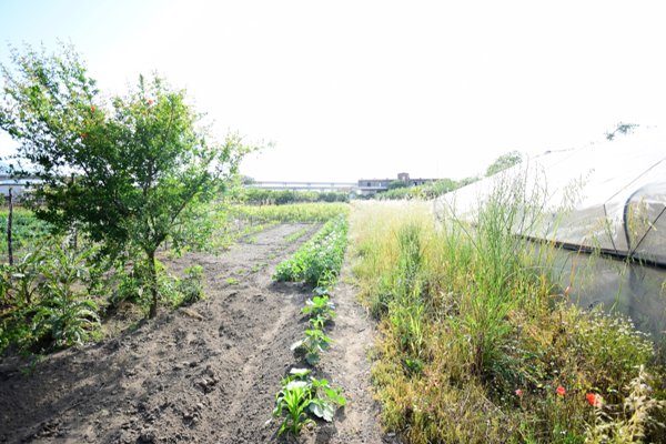 terreno agricolo in vendita a Nocera Inferiore