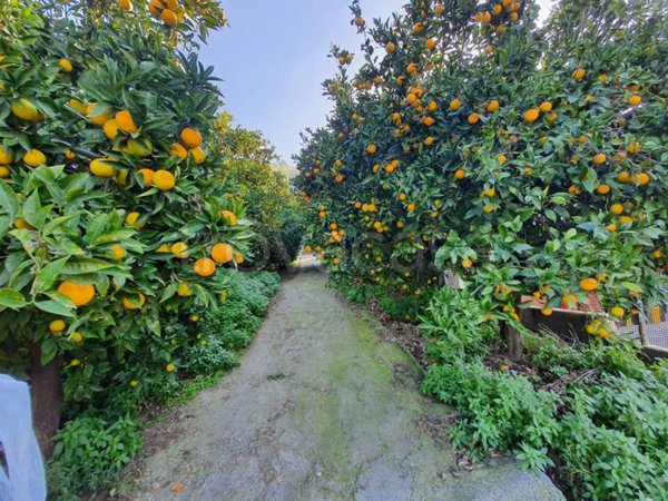 terreno agricolo in vendita a Nocera Inferiore