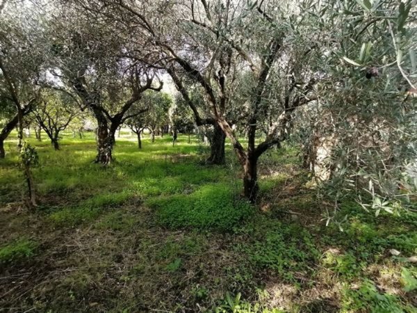 terreno agricolo in vendita a Nocera Inferiore