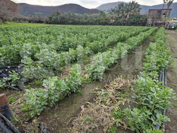terreno agricolo in vendita a Nocera Inferiore