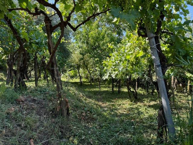 terreno agricolo in vendita a Nocera Superiore