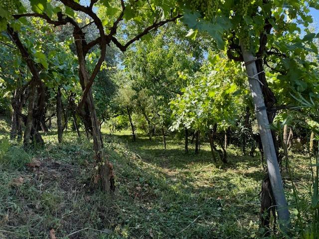 terreno agricolo in vendita a Nocera Superiore