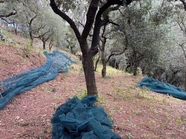 terreno agricolo in vendita a Nocera Superiore