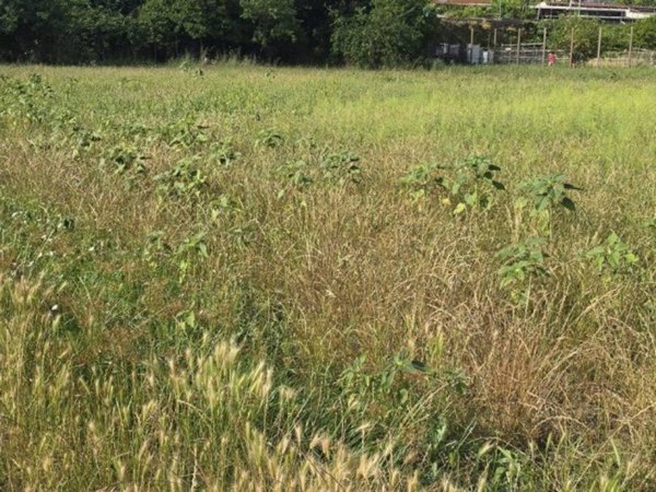 terreno agricolo in vendita a Nocera Superiore in zona Croce Malloni