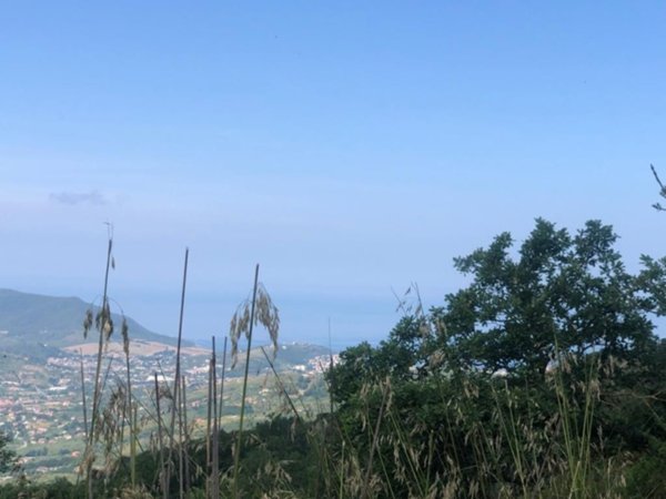 terreno agricolo in vendita ad Ogliastro Cilento