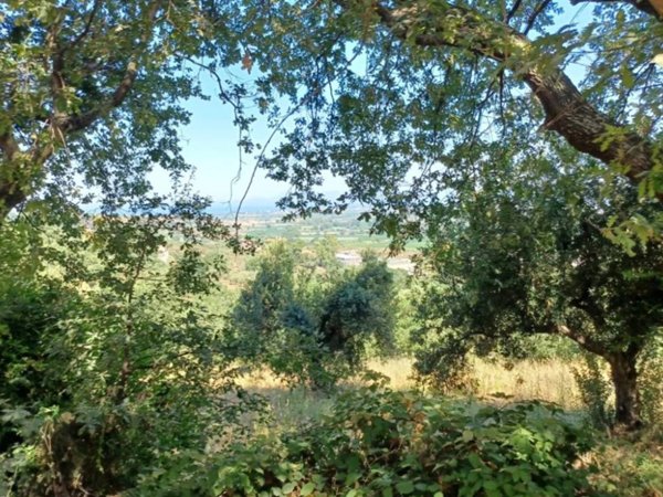 terreno agricolo in vendita ad Ogliastro Cilento