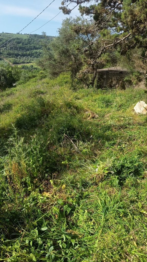 terreno agricolo in vendita ad Ogliastro Cilento