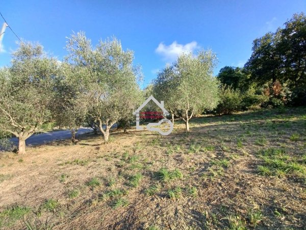 terreno agricolo in vendita ad Ogliastro Cilento