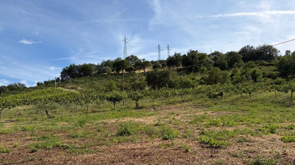 terreno agricolo in vendita ad Ogliastro Cilento