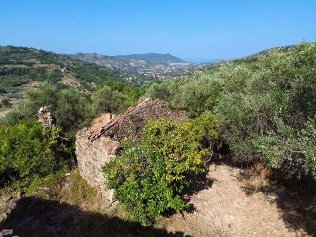 terreno agricolo in vendita ad Ogliastro Cilento