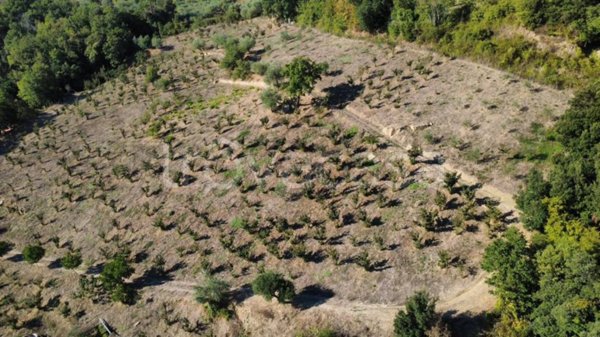terreno agricolo in vendita ad Ogliastro Cilento in zona Finocchito