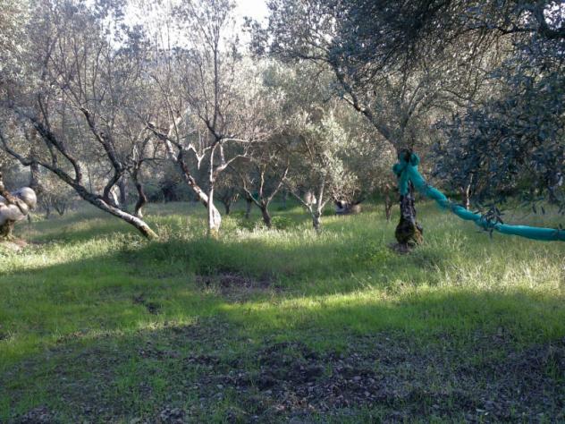 terreno agricolo in vendita ad Omignano in zona Pirolepre