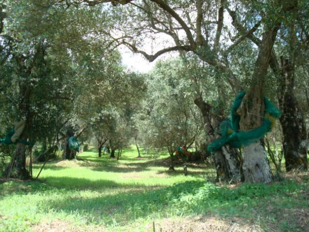 terreno agricolo in vendita ad Omignano in zona Cerreta
