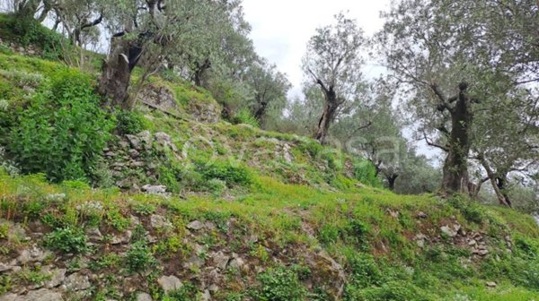 terreno agricolo in vendita a Pellezzano