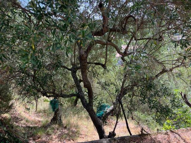 terreno agricolo in vendita a Perdifumo