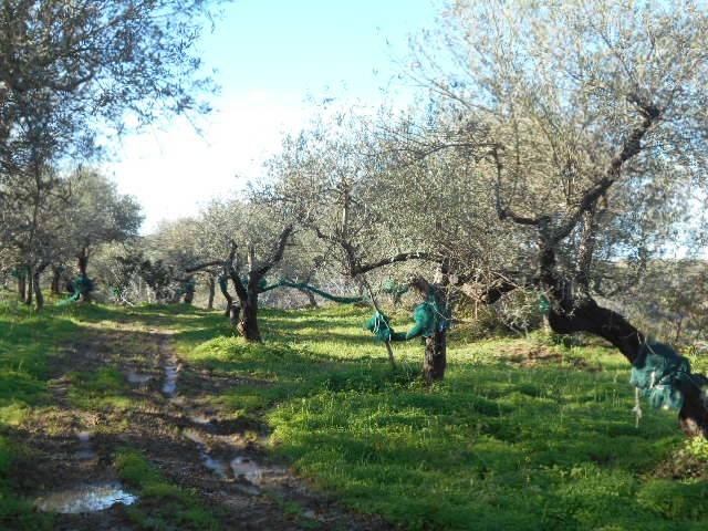 terreno agricolo in vendita a Perdifumo in zona Vatolla