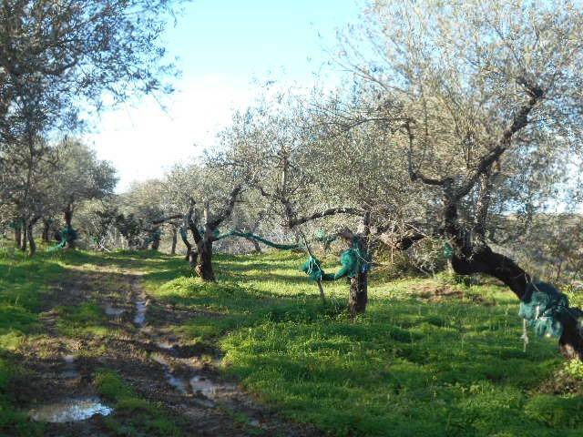 terreno agricolo in vendita a Perdifumo in zona Vatolla