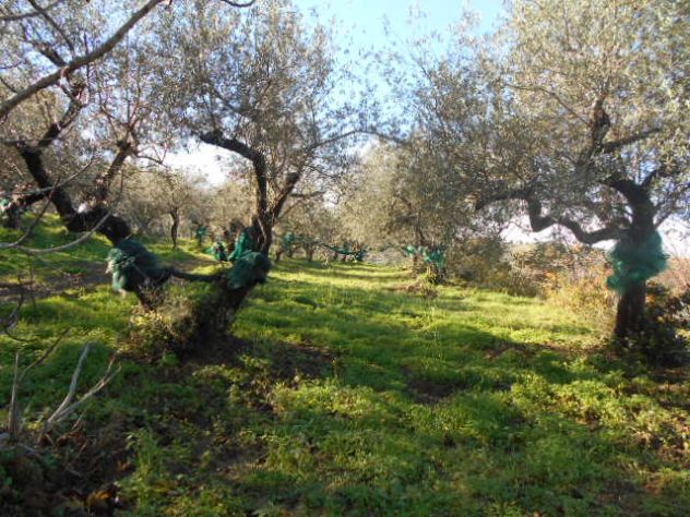 terreno agricolo in vendita a Perdifumo in zona Vatolla