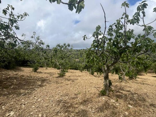 terreno agricolo in vendita a Perdifumo in zona Vatolla