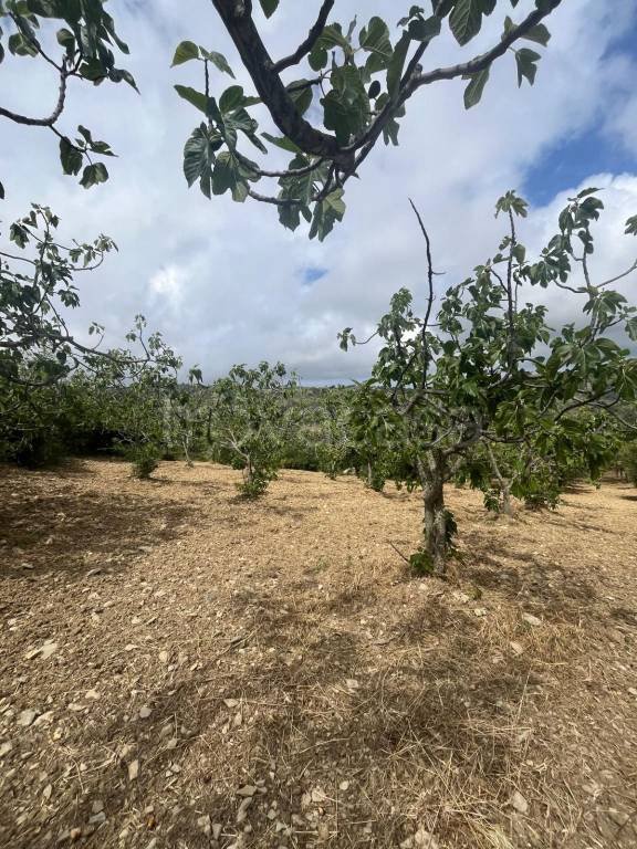terreno agricolo in vendita a Perdifumo in zona Vatolla