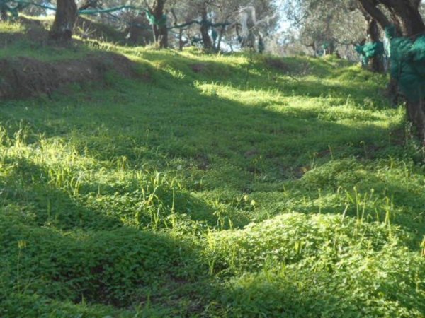 terreno agricolo in vendita a Perdifumo in zona Vatolla