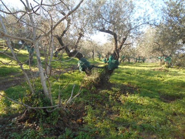 terreno agricolo in vendita a Perdifumo in zona Vatolla