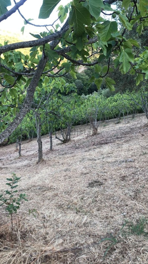 terreno agricolo in vendita a Perdifumo