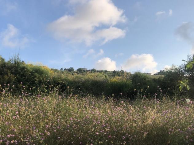 terreno agricolo in vendita a Perdifumo