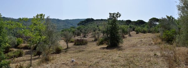 terreno agricolo in vendita a Perdifumo in zona Vatolla