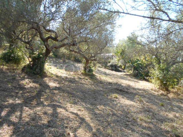 terreno agricolo in vendita a Perdifumo
