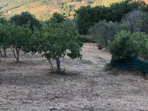 terreno agricolo in vendita a Perdifumo in zona Vatolla
