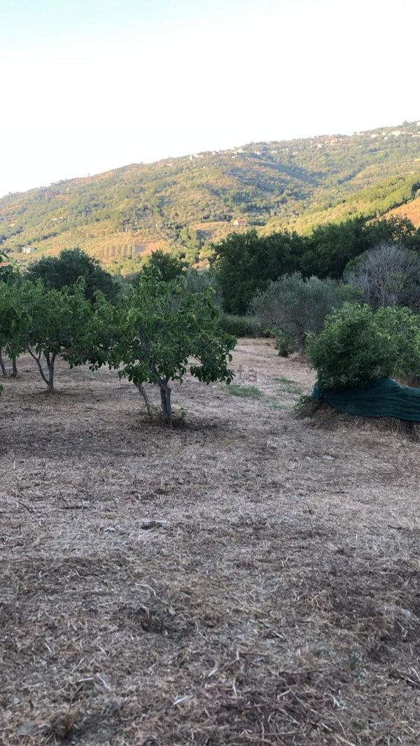 terreno agricolo in vendita a Perdifumo in zona Vatolla