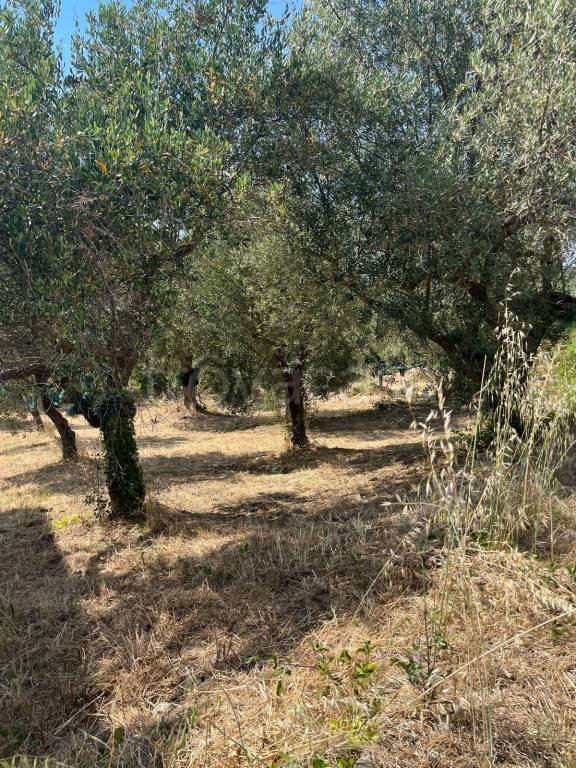 terreno agricolo in vendita a Perdifumo in zona Vatolla