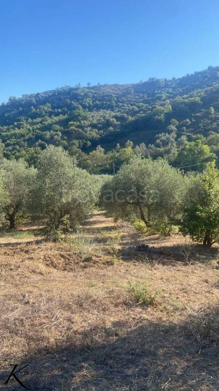 terreno agricolo in vendita a Perdifumo