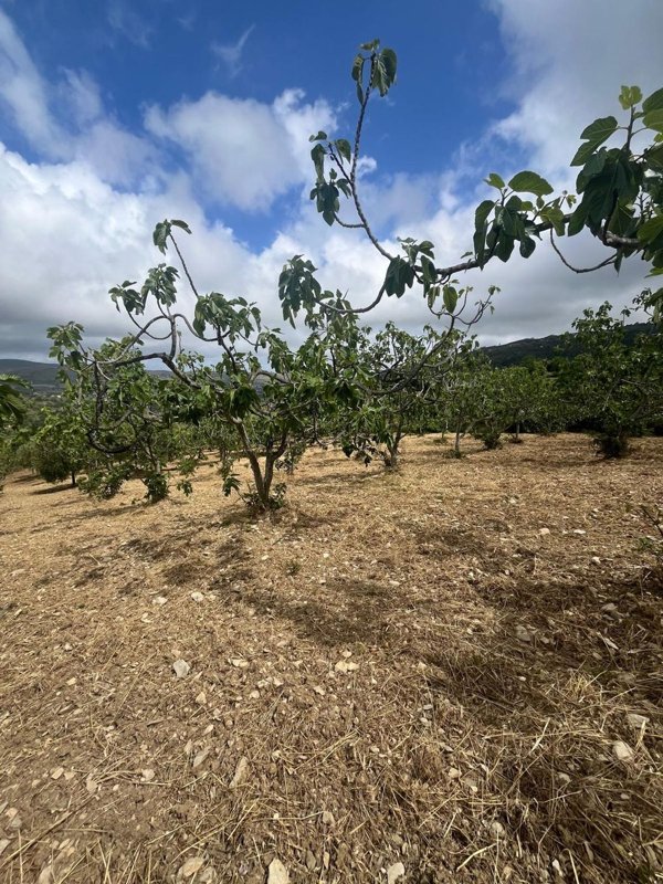 terreno in vendita a Perdifumo in zona Vatolla