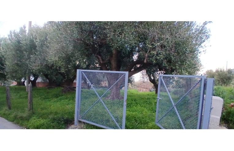 terreno agricolo in vendita a Pisciotta in zona Caprioli