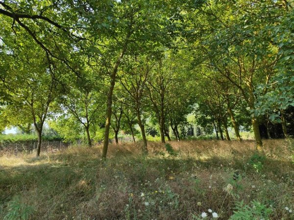 terreno agricolo in vendita a Polla
