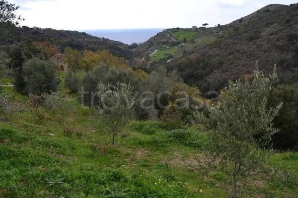 terreno agricolo in vendita a Pollica