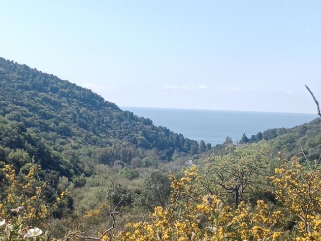 terreno agricolo in vendita a Pollica in zona Acciaroli
