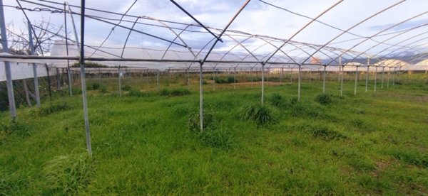 terreno agricolo in vendita a Pontecagnano Faiano