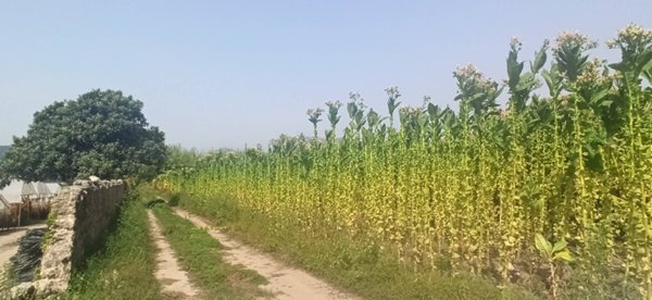 terreno agricolo in vendita a Pontecagnano Faiano