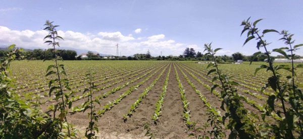 terreno agricolo in vendita a Pontecagnano Faiano