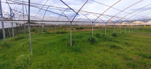 terreno agricolo in vendita a Pontecagnano Faiano